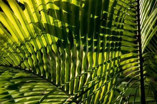 palm bangalow palm frond
