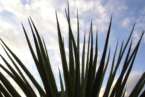 palm sky close up