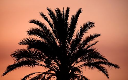 palm sunset contour