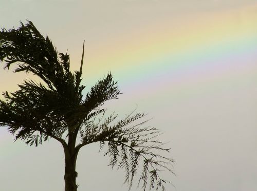 palm tree rainbow