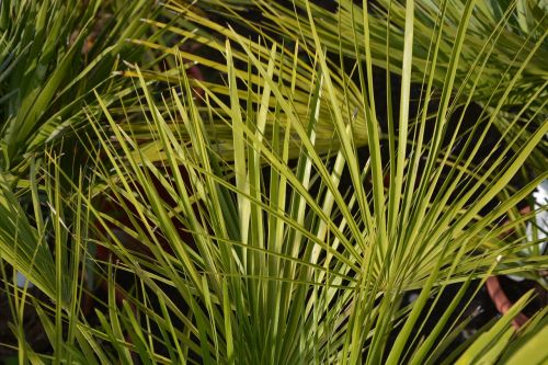 palm green foliage plant