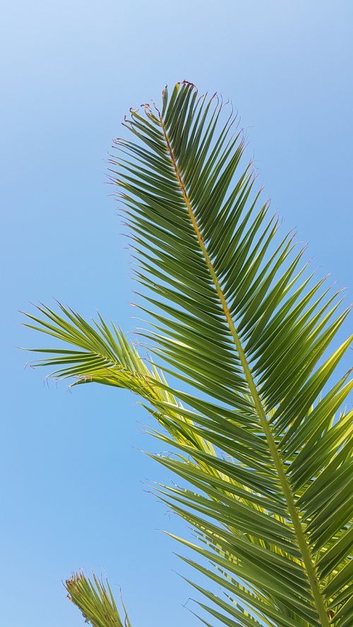 palm paradise thailand