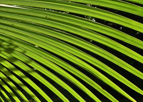 palm leaf green