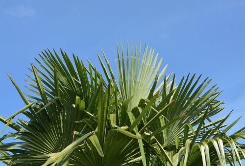 palm leaf green au gratin
