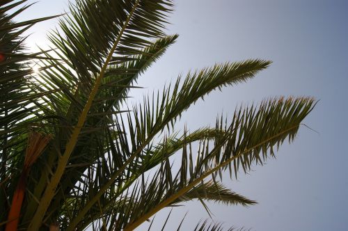 palm sun sky