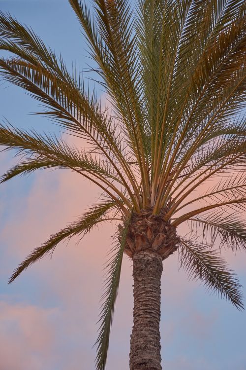 palm mood sky