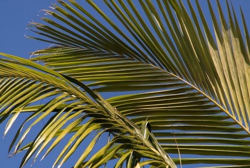 palm bangalow palm frond