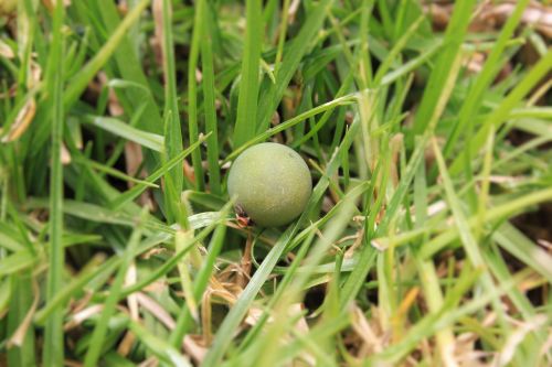 palm fruit seeds