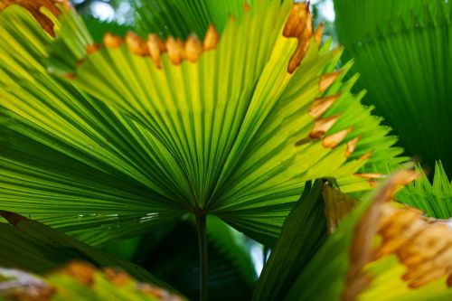 palm leaves tree