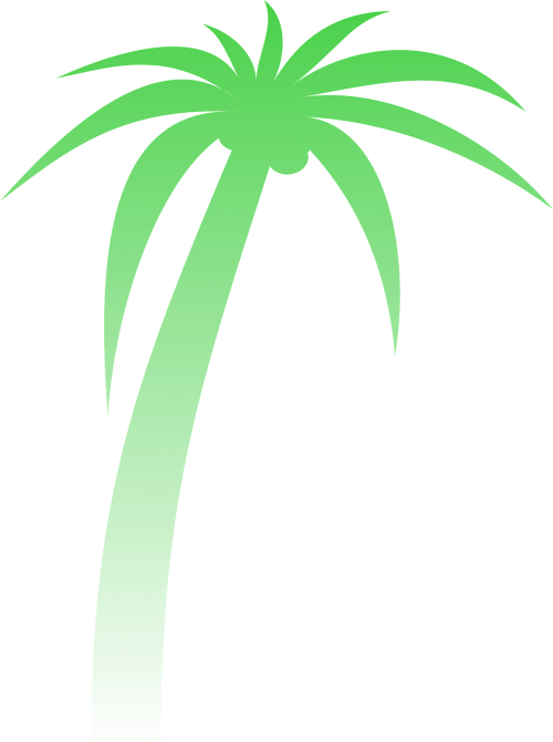 palm palm tree gradient
