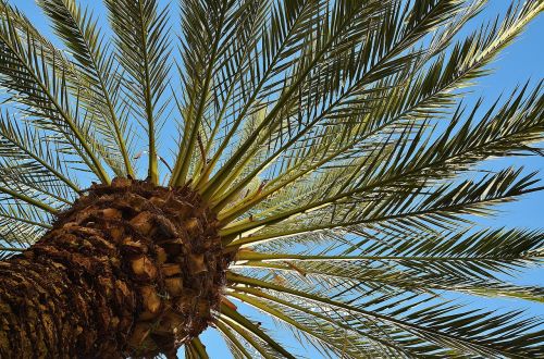 palm tree date palm