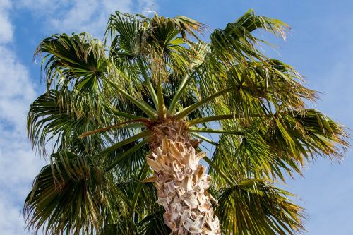 palm tree nature