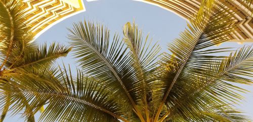 palm tropical nature