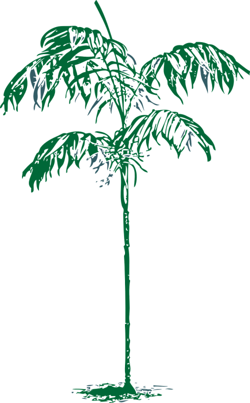 palm tree ornamental