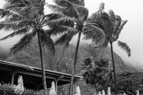 palm  people  tree