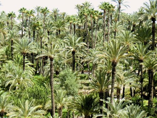 palm trees tree