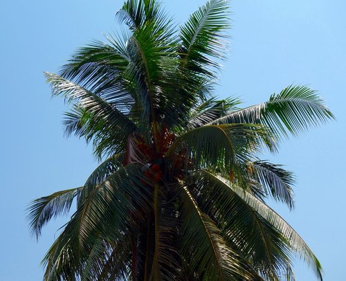 palm  tropical  tree