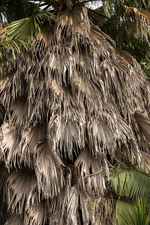 palm  fronds  hanging