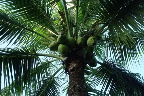 palm  tree  tropical