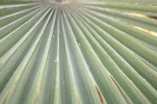palm nature leaf
