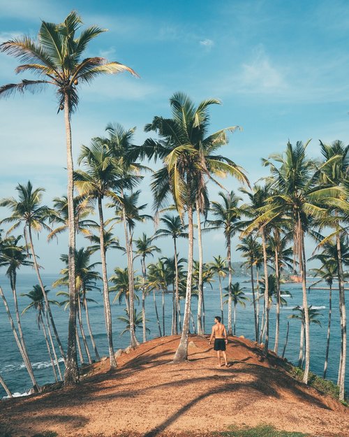 palm  tropical  beach