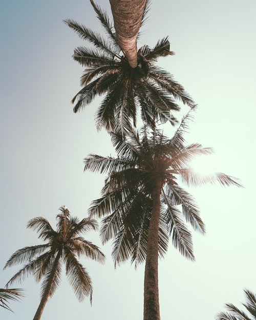 palm  tropical  coconut