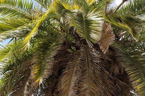 palm  tree  nature