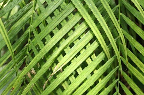 palm  nature  sheet