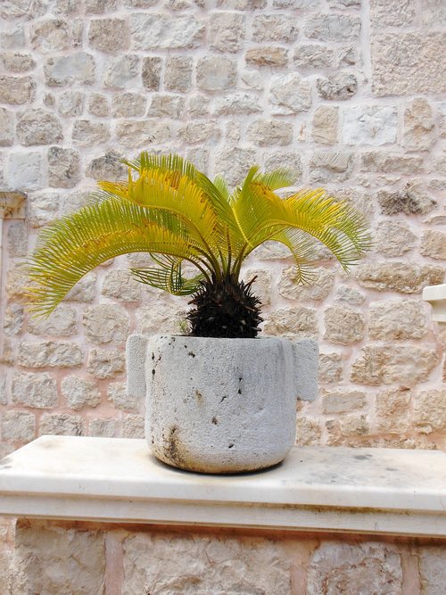 palm  stone  pot