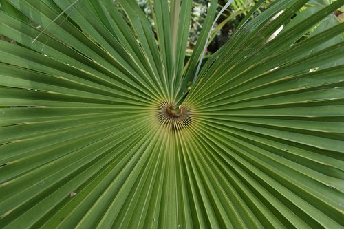 palm  tropical  leaf