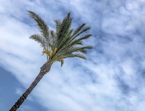 palm  sky  clouds