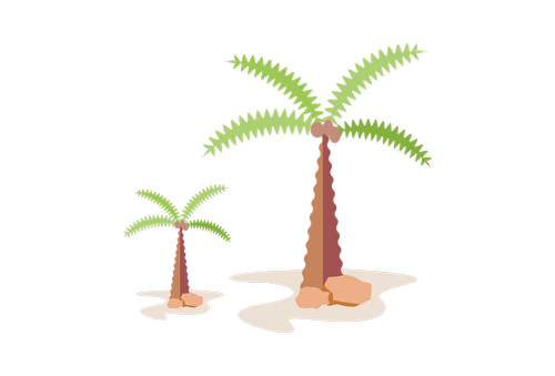 palm  tree  tropical