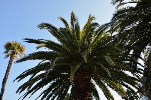 palm  palm tree  tree