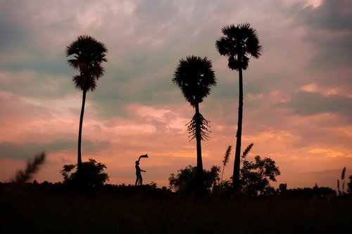 palm  man  india