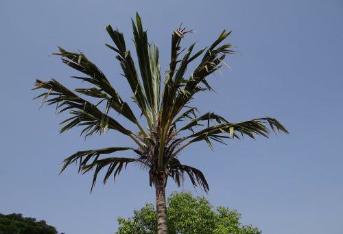 palm exotic halebidu