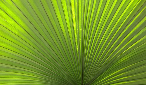 palm  leaf  tropical