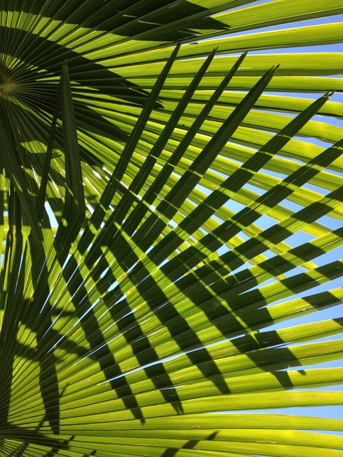 palm  leaves  green