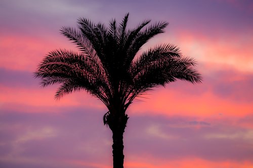 palm  sunset  romance