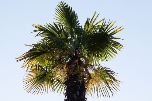 palm arecaceae fan palm