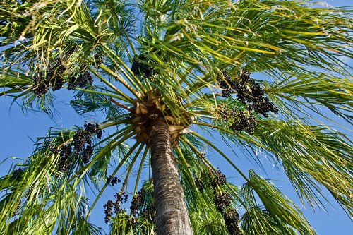 palm  tree  fruit