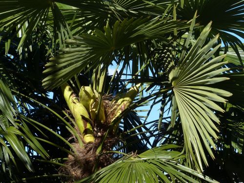 palm tree date palm