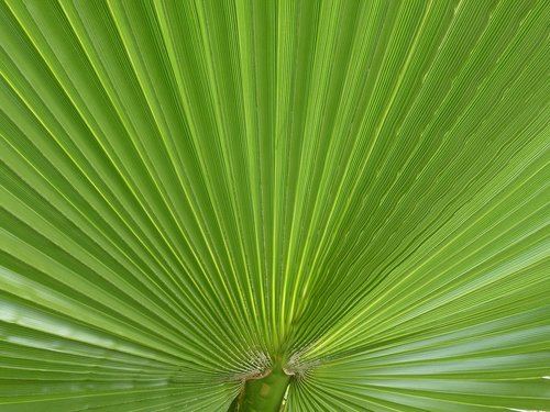 palm  james  palm leaf