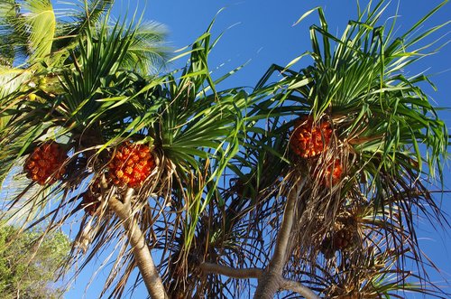 palm  exotic  tropical