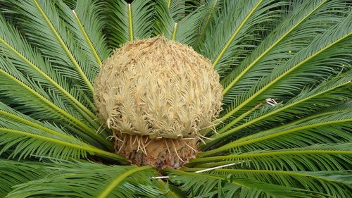 palm  middle  plant