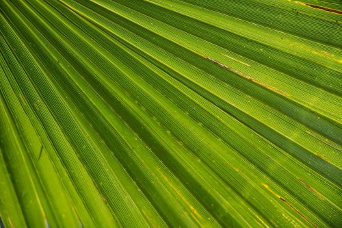 palm leaf james