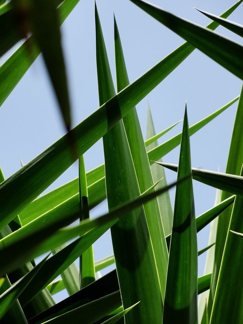 palm  leaf  crossed leaves