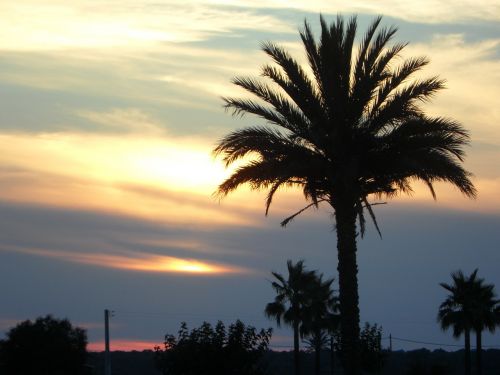 palm sun sunset