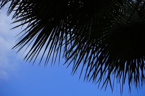 palm date palm tree