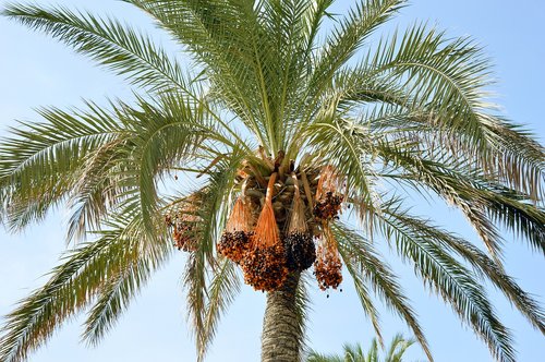 palm  tree  palm fronds