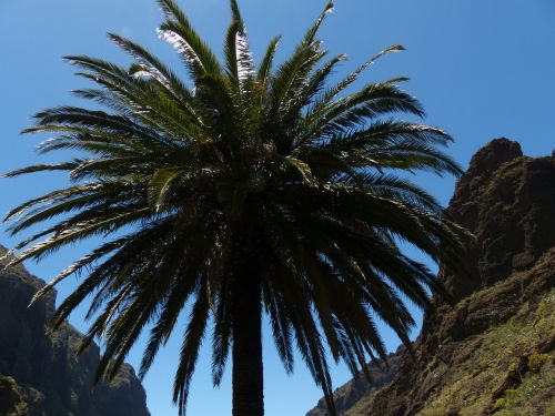 palm canary island date palm phoenix canariensis